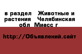  в раздел : Животные и растения . Челябинская обл.,Миасс г.